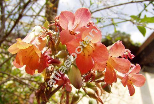 Kalanchoe daigremontiana Ham. et Perr. (Bryophyllum daigremontianum (Ham. et Perr.) Berg.)