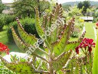 Kalanchoe daigremontiana Ham. et Perr. (Bryophyllum daigremontianum (Ham. et Perr.) Berg.)