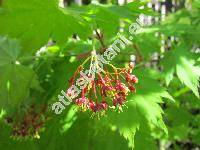 Acer shirasawanum Koidz. (Acer japonicum)