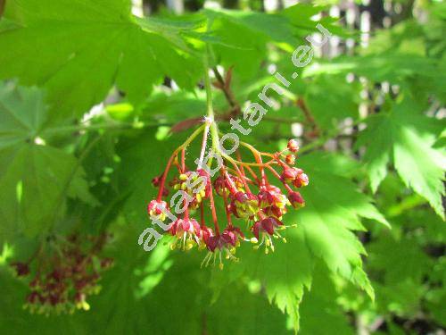 Acer shirasawanum Koidz. (Acer japonicum)