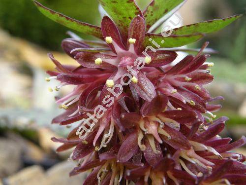 Eucomis 'Purple Prince'