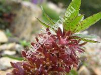 Eucomis 'Purple Prince'