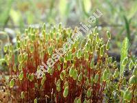 Pohlia nutans (Hedw.) Lindb. (Bryum compactum Aust., Bryum austronutans Mll.)