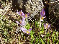 Crocus heuffelianus Herb. (Crocus banaticus Heuff. nom. illeg.)