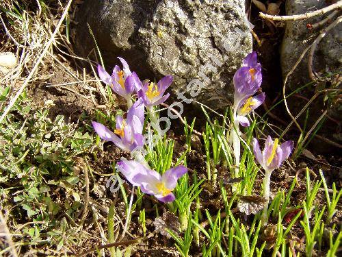 Crocus heuffelianus Herb. (Crocus banaticus Heuff. nom. illeg.)