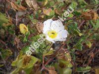 Cistus salviifolius L.