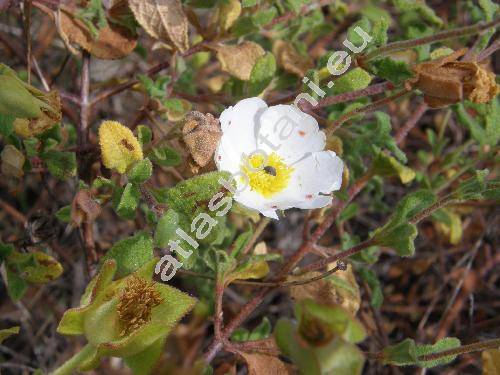 Cistus salviifolius L.