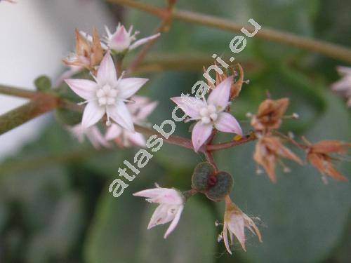 Crassula multicava Lem. (Crassula quadrifida Bak.)