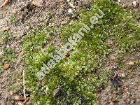Fissidens taxifolius Hedw. (Fissidens clebschii Steere, Hypnum taxifolium (Hedw.) With.)