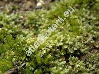 Fissidens taxifolius Hedw. (Fissidens clebschii Steere, Hypnum taxifolium (Hedw.) With.)