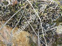 Peltigera canina (L.) Willd. (Hypogymnia)