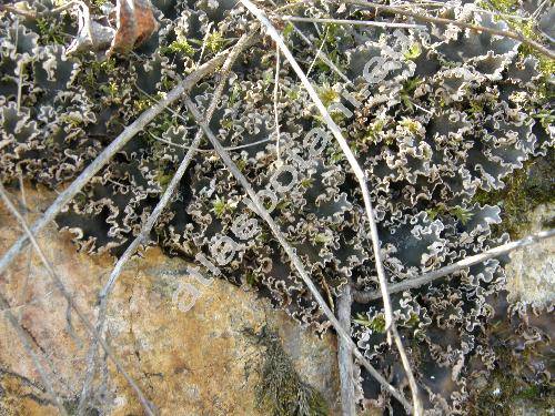 Peltigera canina (L.) Willd. (Hypogymnia)