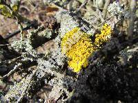 Xanthoria parietina (L.) Trevis. (Parmelia parietina)