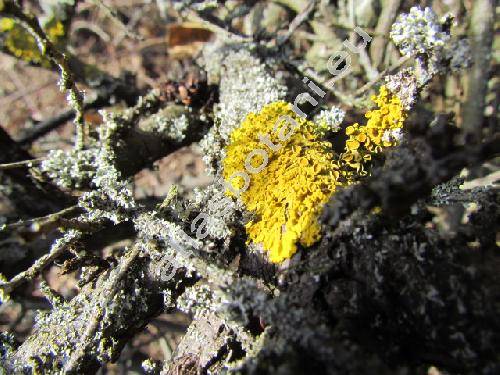 Xanthoria parietina (L.) Trevis. (Parmelia parietina)