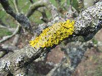 Xanthoria parietina (L.) Trevis. (Parmelia parietina)