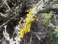 Xanthoria parietina (L.) Trevis. (Parmelia parietina)