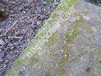 Funaria hygrometrica Hedw.