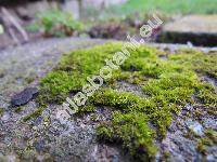 Funaria hygrometrica Hedw.