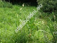 Filipendula ulmaria (L.) Maxim. (Spiraea ulmaria L.)