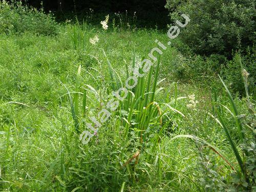 Filipendula ulmaria (L.) Maxim. (Spiraea ulmaria L.)