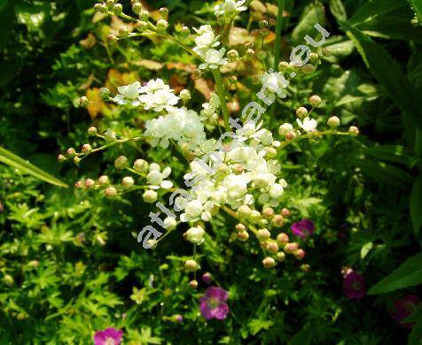 Filipendula vulgaris Moench (Filipendula hexapetala Maxim., Spiraea filipendula L., Ulmaria filipendula (L.) Hill, Filipendula vulgaris Hill)