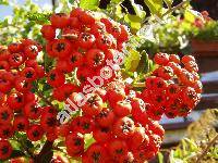 Pyracantha coccinea (Mespilus pyracantha L., Crataegus pyracantha (L.) Pers., Cotoneaster pyracantha (L.) Spach)