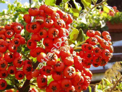 Pyracantha coccinea (Mespilus pyracantha L., Crataegus pyracantha (L.) Pers., Cotoneaster pyracantha (L.) Spach)