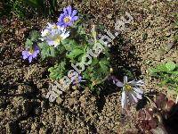 Anemone blanda (Anemone blanda (Schott et Kotschy) Holub)