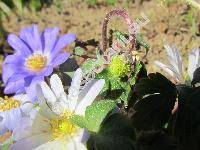 Anemone blanda (Anemone blanda (Schott et Kotschy) Holub)