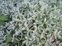 Cerastium biebersteinii DC.