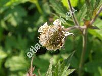 Geum rivale L.