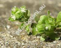 Majorana hortensis Moench (Origanum majorana L.)