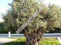 Olea europaea L.