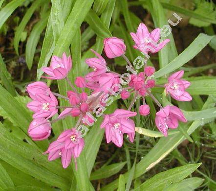 Allium oreophilum Meyer (Allium ostrowskianum Regel)