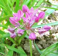 Allium oreophilum Meyer (Allium ostrowskianum Regel)