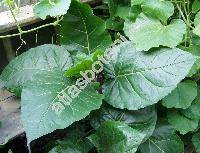 Cyphomandra betacea (Cav.) Sendtn. (Solanum betaceum Cav.)