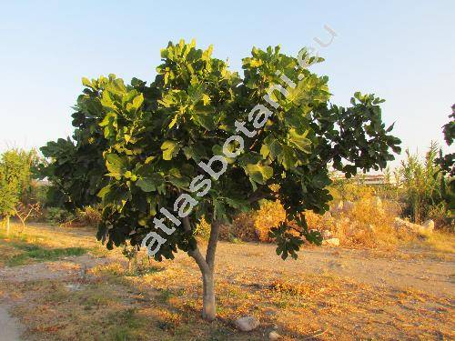 Ficus carica L.