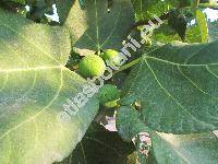 Ficus carica L.