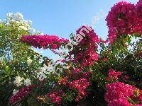 Bougainvillea x buttiana (Bougainvillea x buttiana Holtt. ex Standl.)