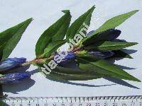Gentiana asclepiadea L. (Pneumonanthe asclepiadea (L.) Schmidt, Dasystephana asclepiadea (L.) Borkh.)