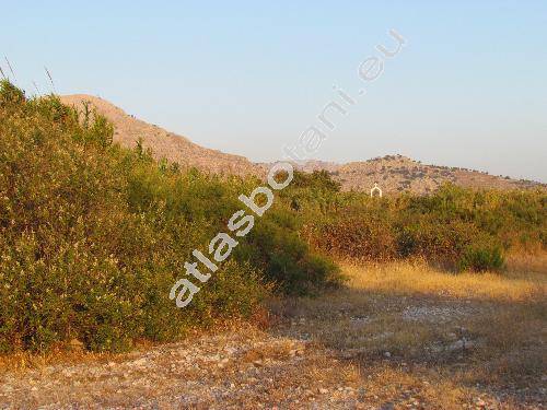 Vitex agnus-castus L.