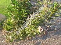 Vitex agnus-castus L.