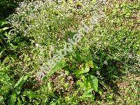 Limonium latifolium (Limonium tataricum, Statice, Goriolimon tataricum)