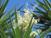 Yucca gloriosa L.