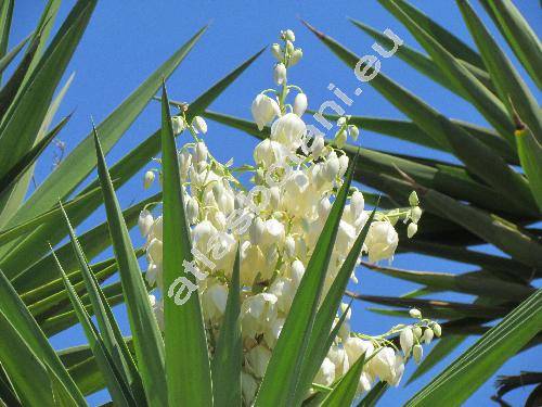 Yucca gloriosa L.