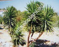Yucca gloriosa L.