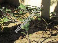 Datura inoxia (Datura inoxia Mill., Datura innoxia, Datura metel auct.)