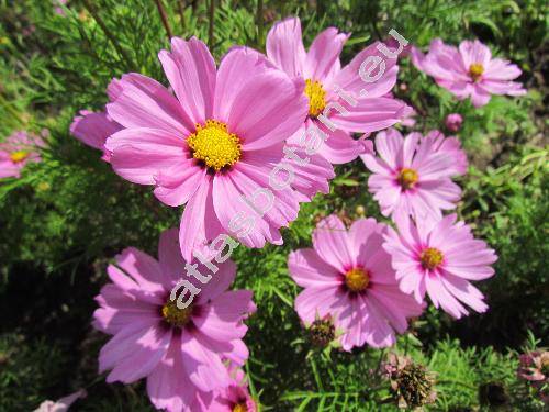 Cosmos bipinnatus (Georgina bipinnata (Cav.) Spreng.)