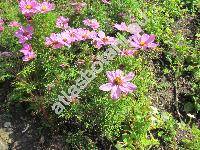 Cosmos bipinnatus (Georgina bipinnata (Cav.) Spreng.)