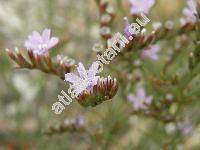 Limonium bellidifolium (Gouan) Dum. (Statice bellidifolia)